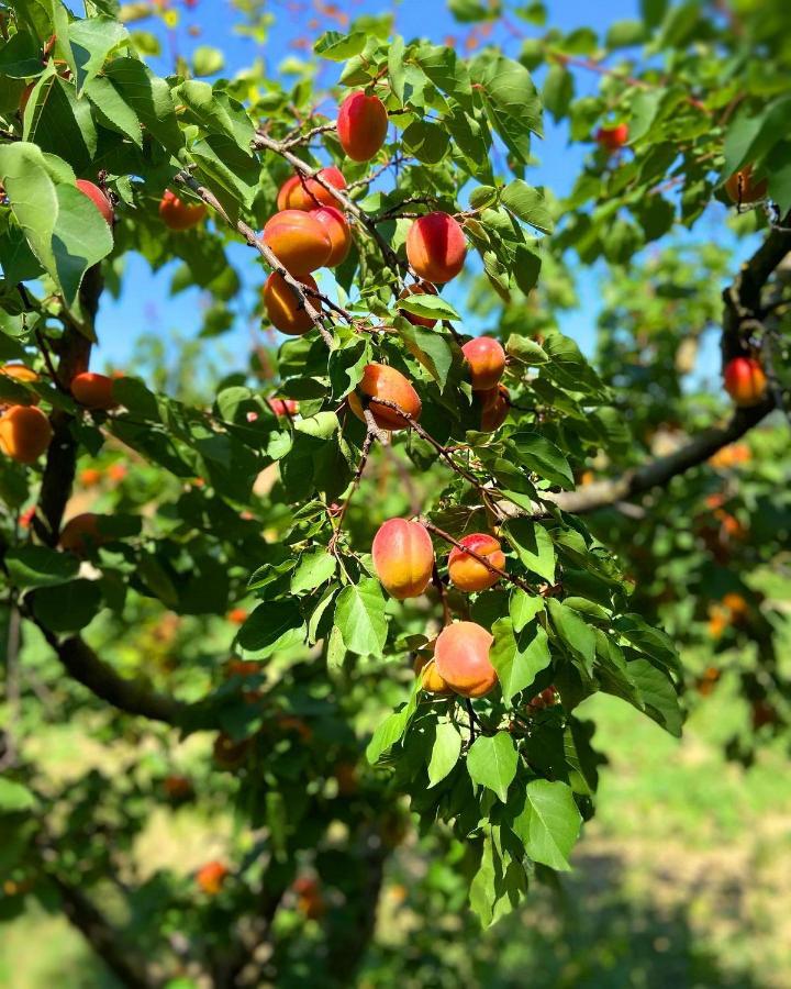 Agriturismo Casafaro Petritoli מראה חיצוני תמונה